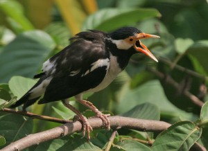 Fauna Kabupaten Tegal: Burung Jalak suren ( Sturnus Con