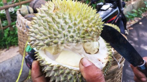 Durian Jatinegara Tegal